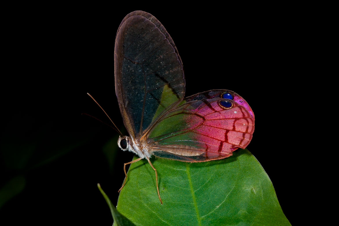 Pink Glasswing (Cithaeria aurora), Yasuni National Park, Ecuador