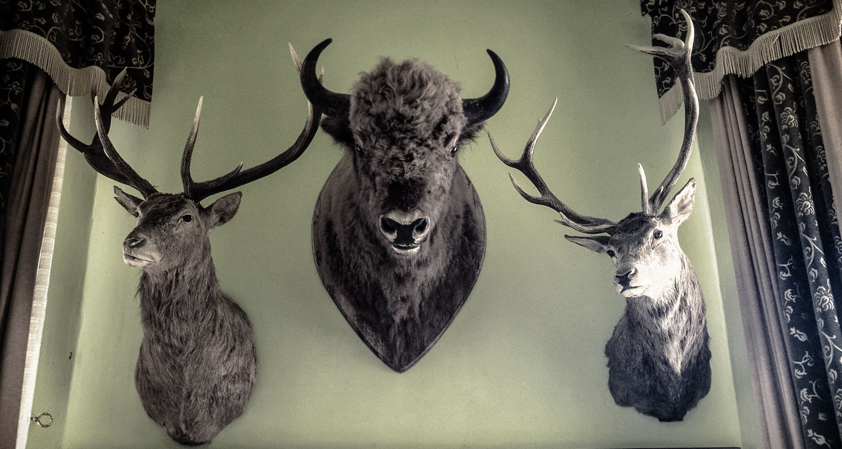 Moose and other animals displayed in Pomerania Hotel