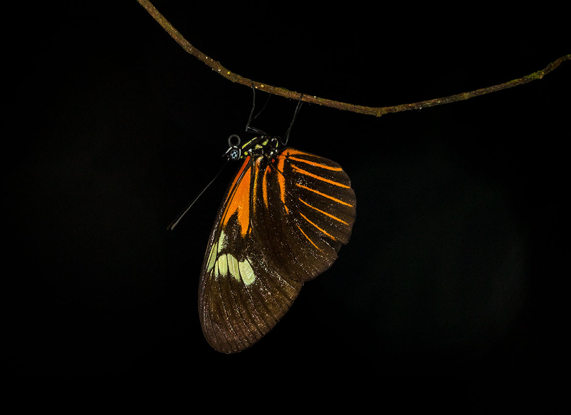 Postman Butterfly (Heliconius melpomene), Tambopata River, Peru