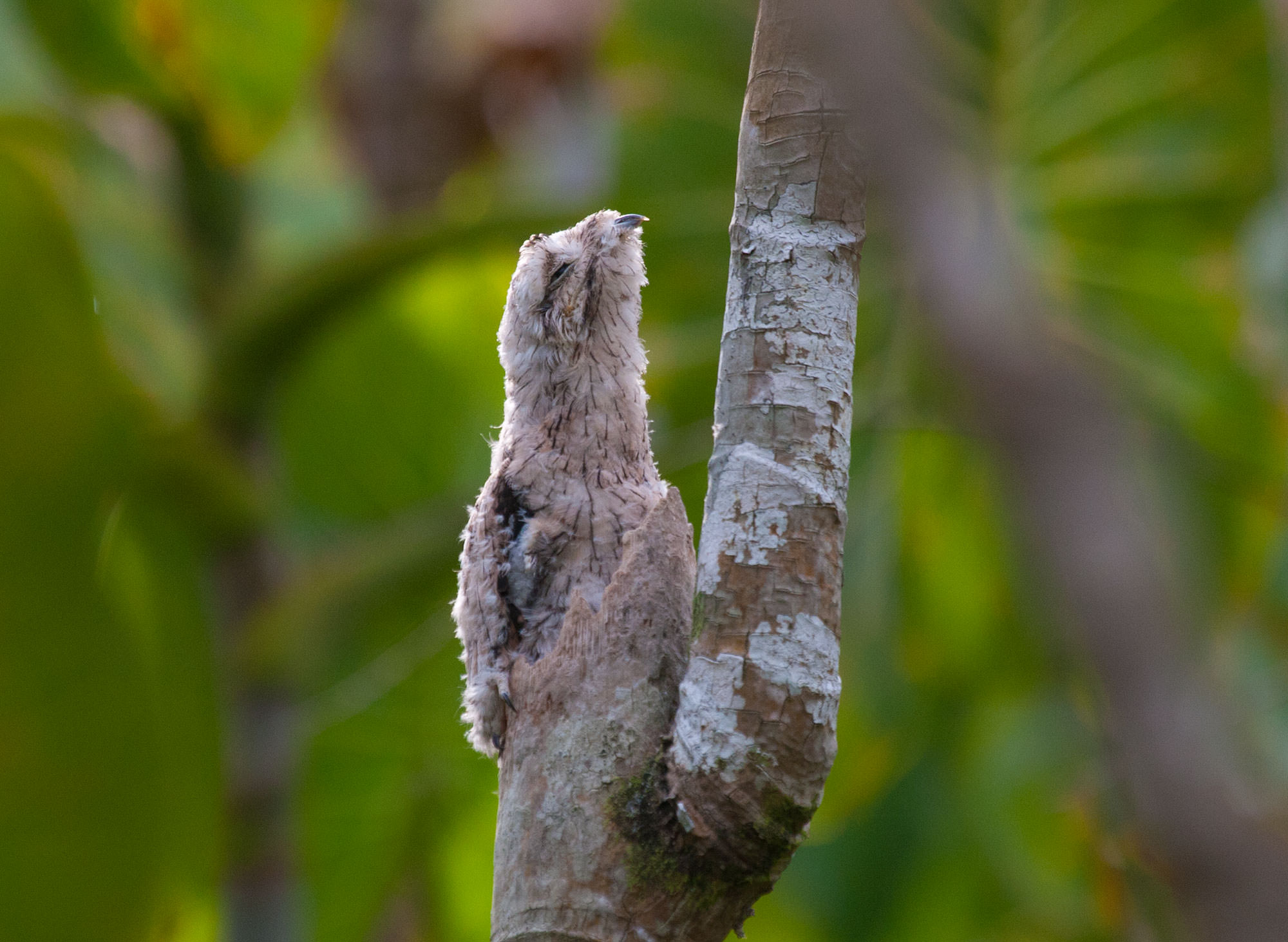 A close-up view of the Common Potoo reveals that it is a bird, not a tree-stump
