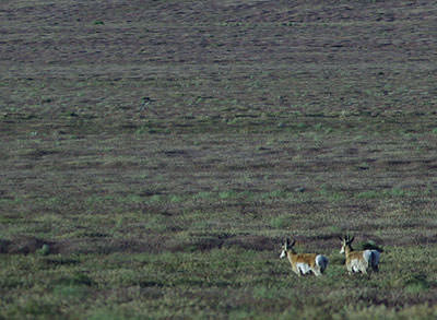 Pronghorn (Antilocapra americana)