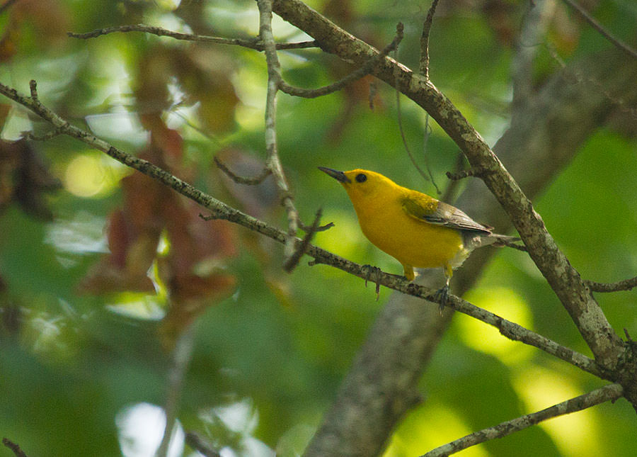 Mikes Seafood in Louisiana