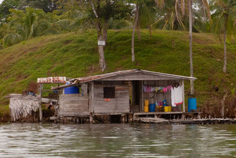 Pumilios on Bastimentos