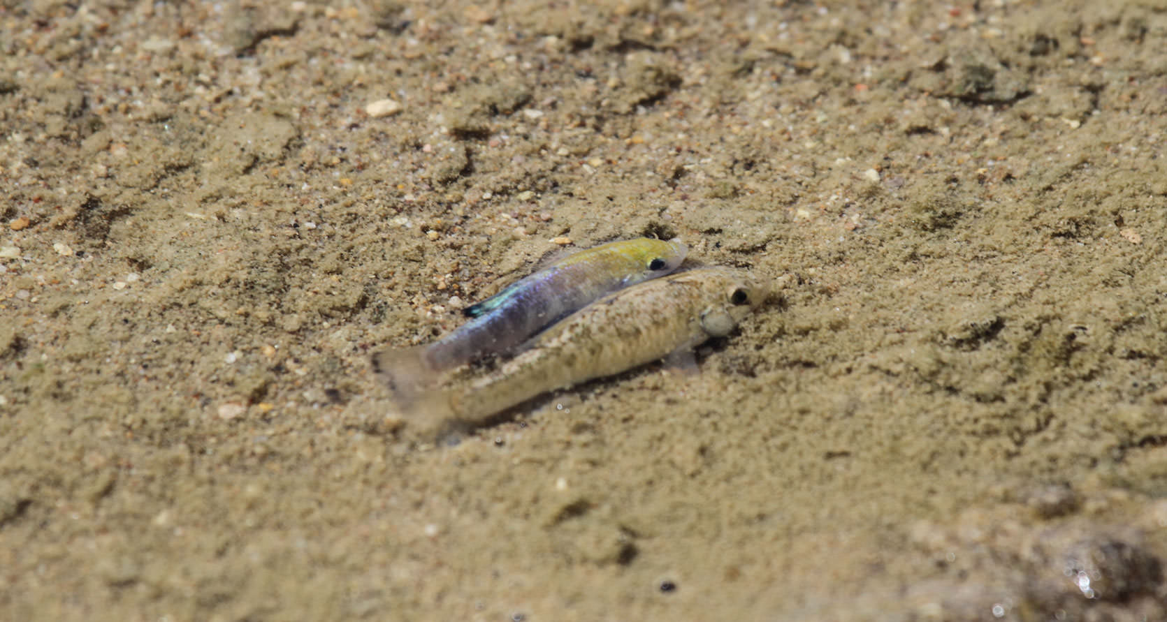 Death Valley Pupfish
