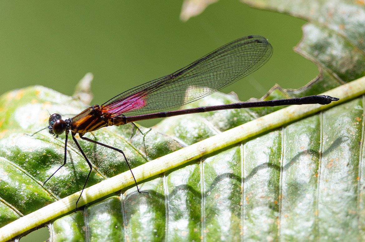 Purplish Rubyspot (Hetaerina occisa) male from Rancho Naturalista, Cartago Province, Costa Rica—ruby basal wing patch with purplish iridescence, metallic bronze thorax, and delicate wings over a shaded stream.