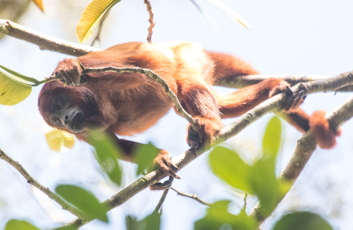 Purús Red Howler (Alouatta puruensis)