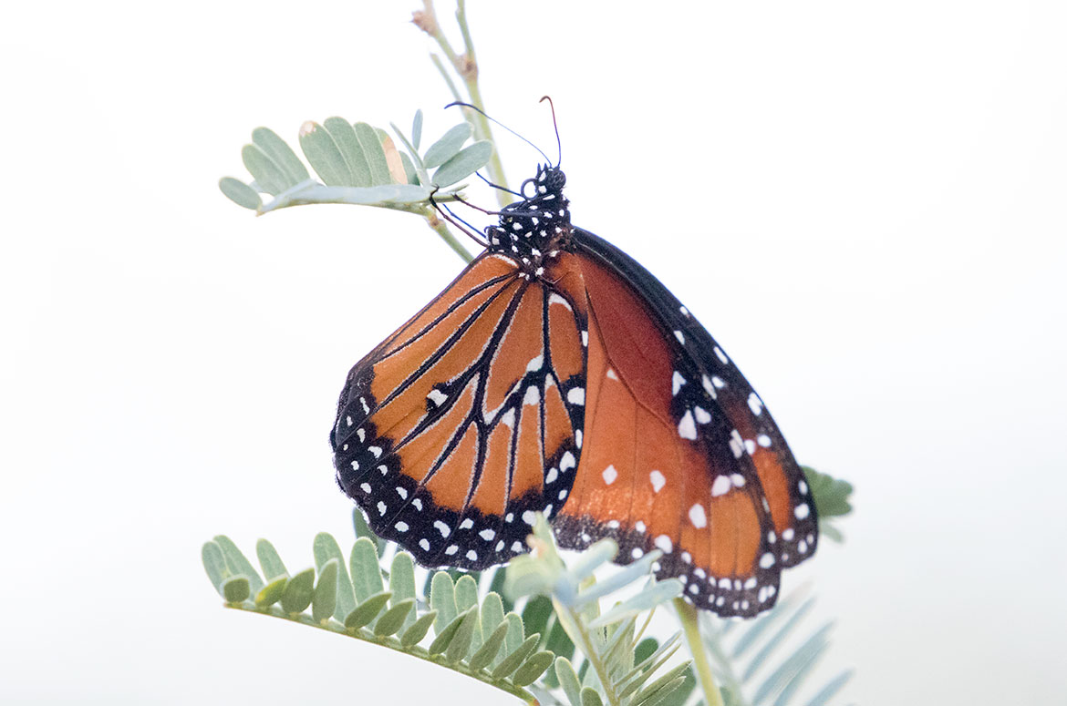 Queen Butterfly (Danaus gillipus), Oro Valley, Arizona