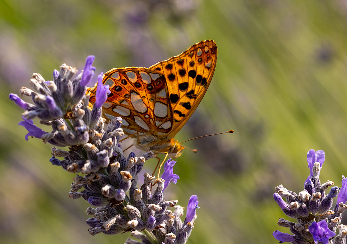 Queen of Spain Fritillary (Issoria lathonia), near Motovun, Istria, Croatia