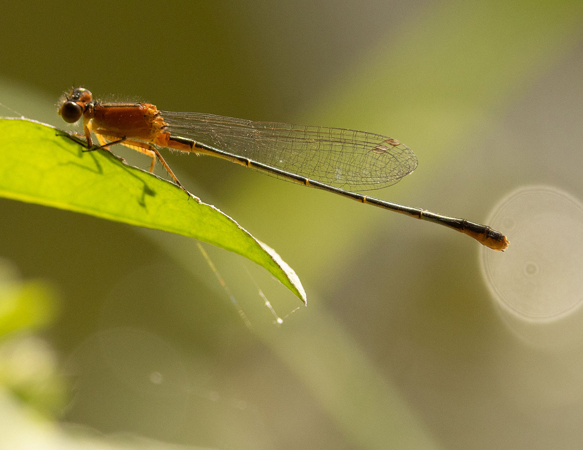 Rambur's Forktail (Ischnura ramburii) female from Baja Sur, Mexico—orange female morph