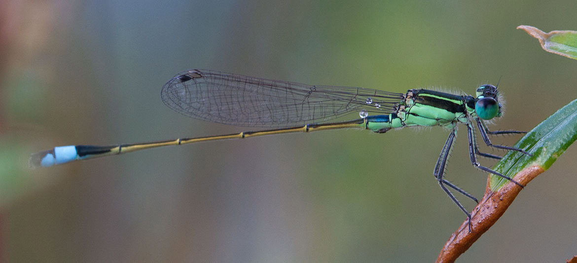 Rambur's Forktail (Ischnura ramburii) on Great Abaco Island, Bahamas—common coastal pond damselfly