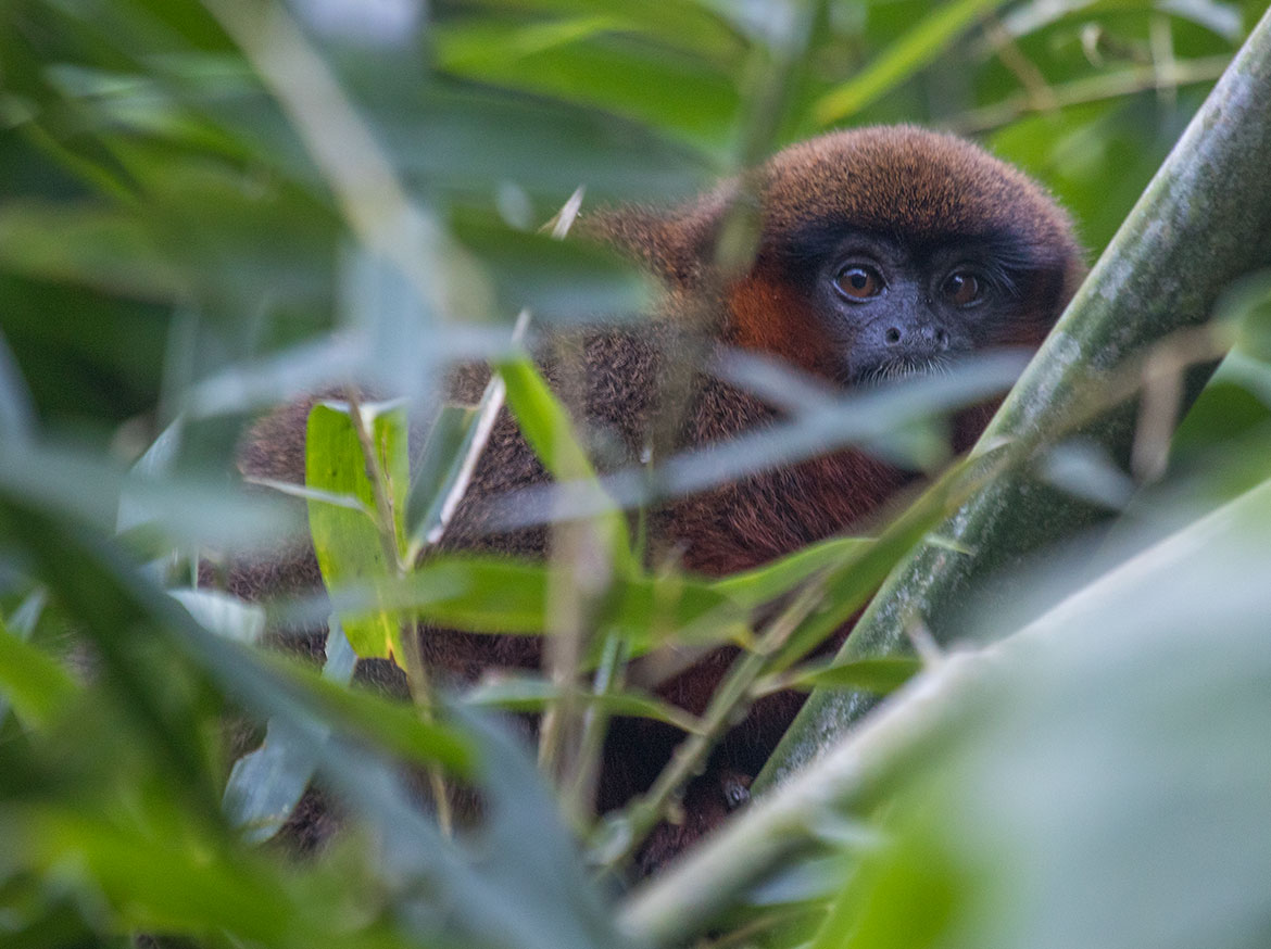 Red-bellied titi monkey (Plecturocebus moloch)