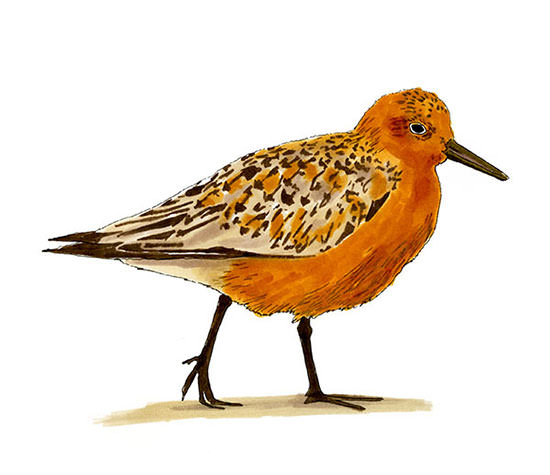 Watercolor and Copic marker sketch of a Red Knot (Calidris canutus), by Erik Gauger.