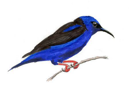 Watercolor and Copic marker sketch of a Red-legged Honeycreeper (Cyanerpes cyaneus), by Erik Gauger.