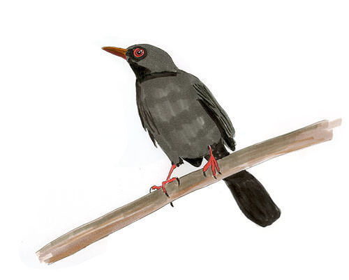 Watercolor and Copic marker sketch of a Red-legged Thrush (Turdus plumbeus), by Erik Gauger.