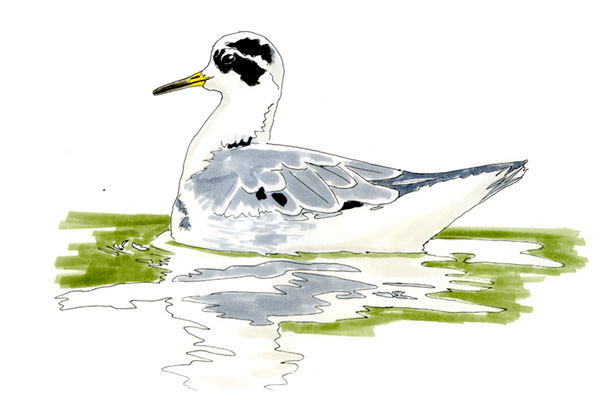 Watercolor and Copic marker sketch of a Red Phalarope (Phalaropus fulicarius), by Erik Gauger.