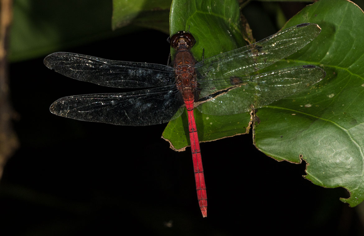 Red Pondhawk (Erythemis haematogastra) from the Tambopata region of Peru—deep red libellulid skimmer