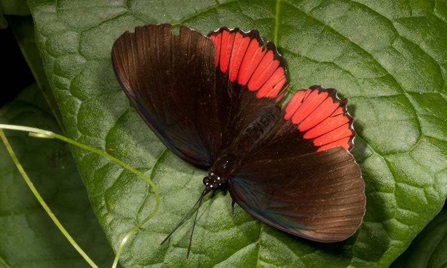 Red Rim (Biblis hyperia), Napo River, Ecuador