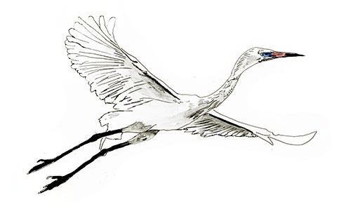 Watercolor and Copic marker sketch of a Reddish Egret (Egretta rufescens), by Erik Gauger.