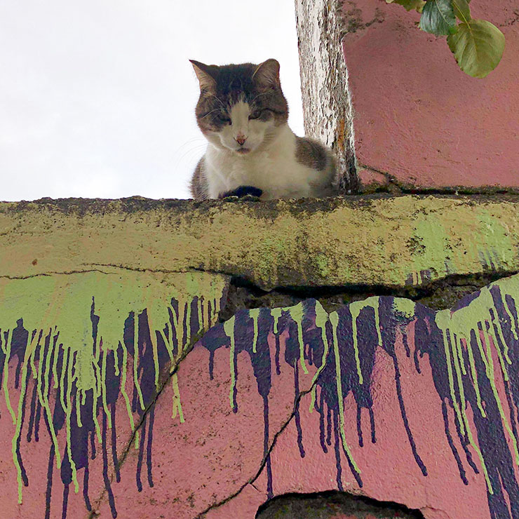 Thick-furred alley cat with a sharp stare in a Reykjavik alley, Iceland, framed by colorful Nordic homes.