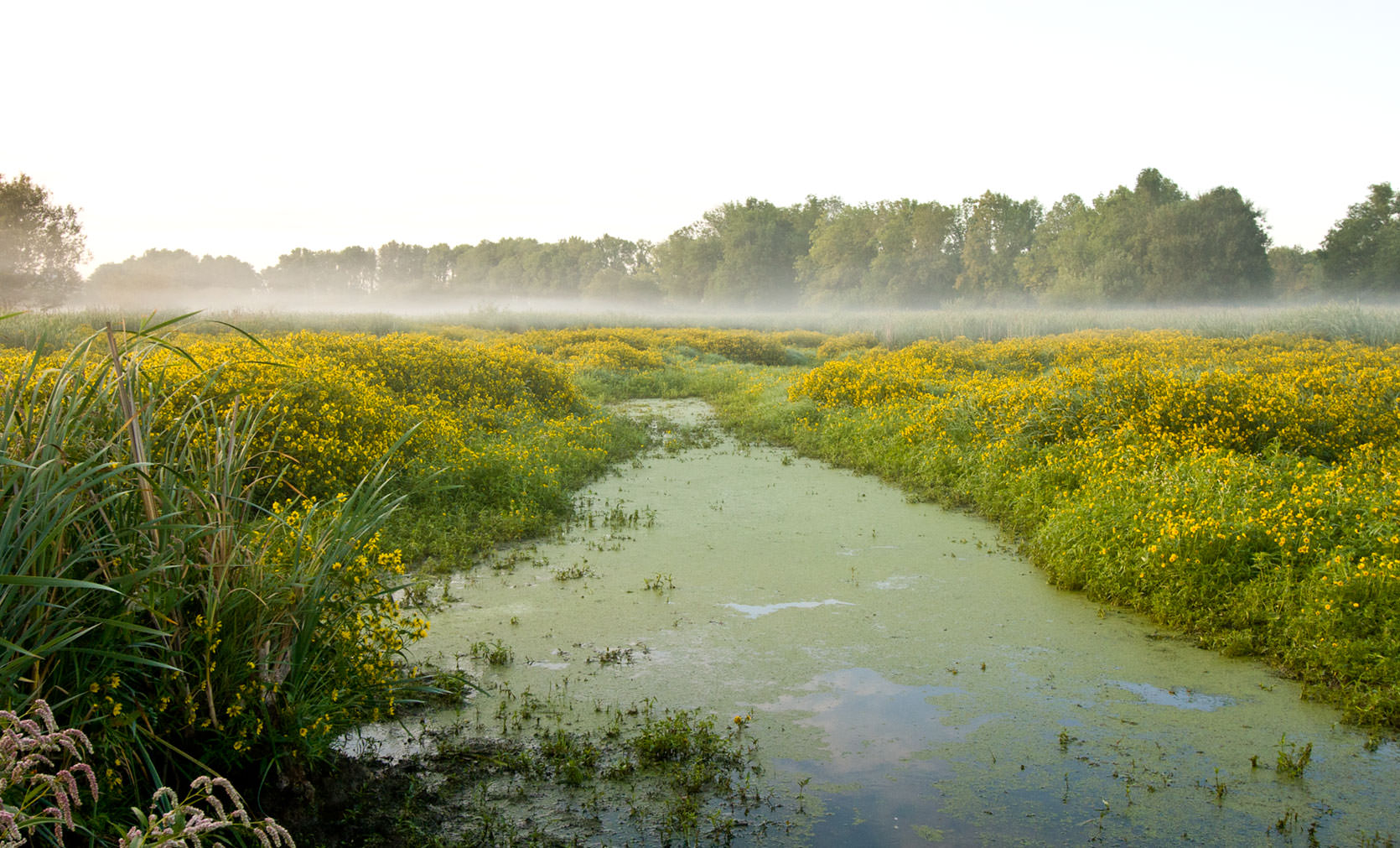 Image of Ridgefield National Wildlife Refuge.