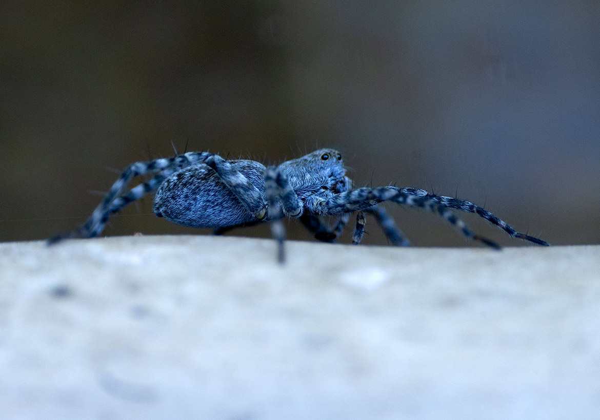River Bank Wolf Spider (Pardosa xerampelina) on a streamside rock