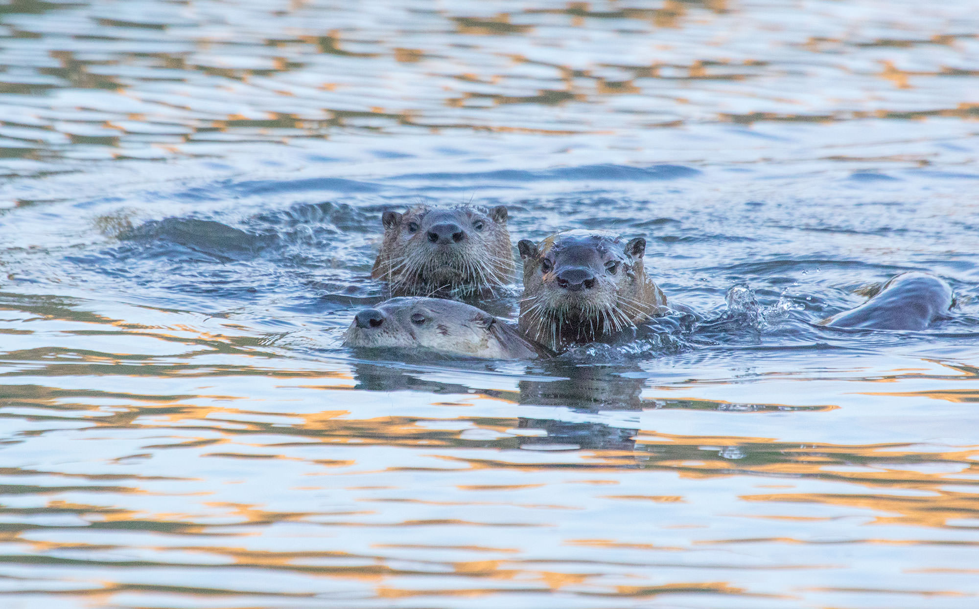 River Otters in the John Day River