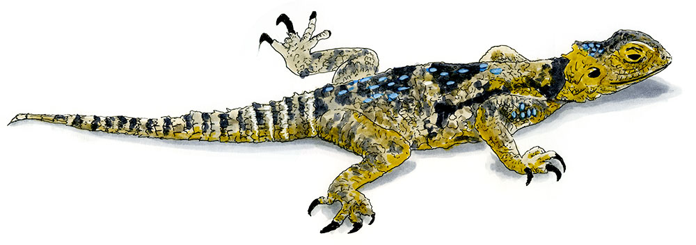 Roughtail Rock Agama in Paros