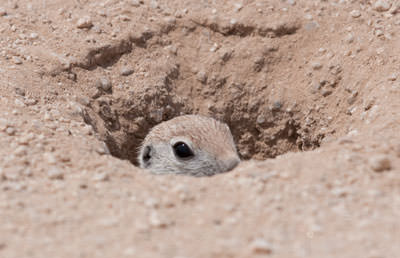 Round-tailed Ground Squirrel (Xerospermophilus tereticaudus)