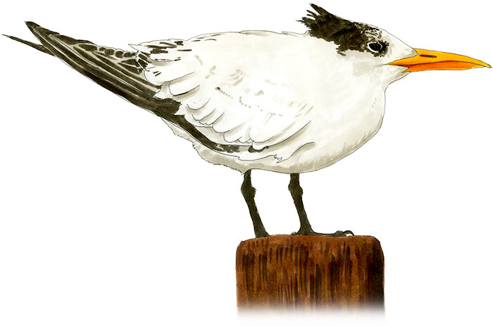 Watercolor and Copic marker sketch of a Royal Tern (Thalasseus maximus), by Erik Gauger.