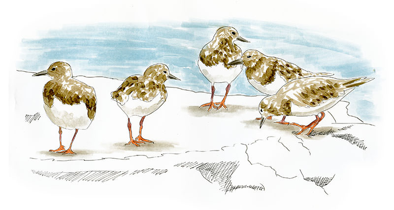 Watercolor and Copic marker sketch of a Ruddy Turnstone (Arenaria interpres), by Erik Gauger.