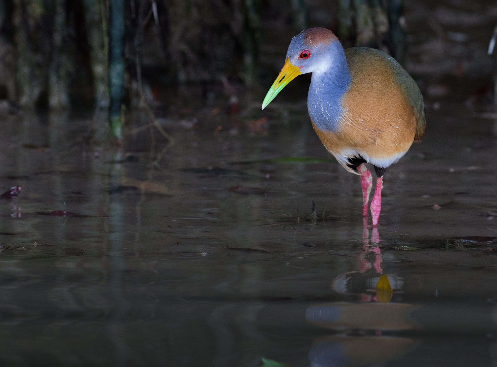 Russet-naped Wood Rail in Ria Celestún