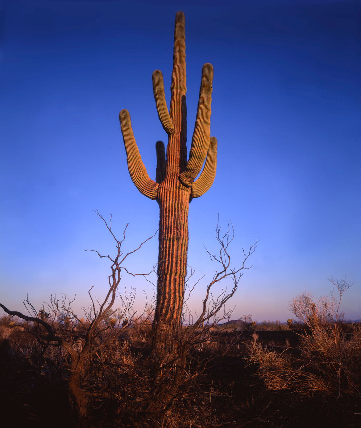 Pinacate Desert Saguaro Cactus