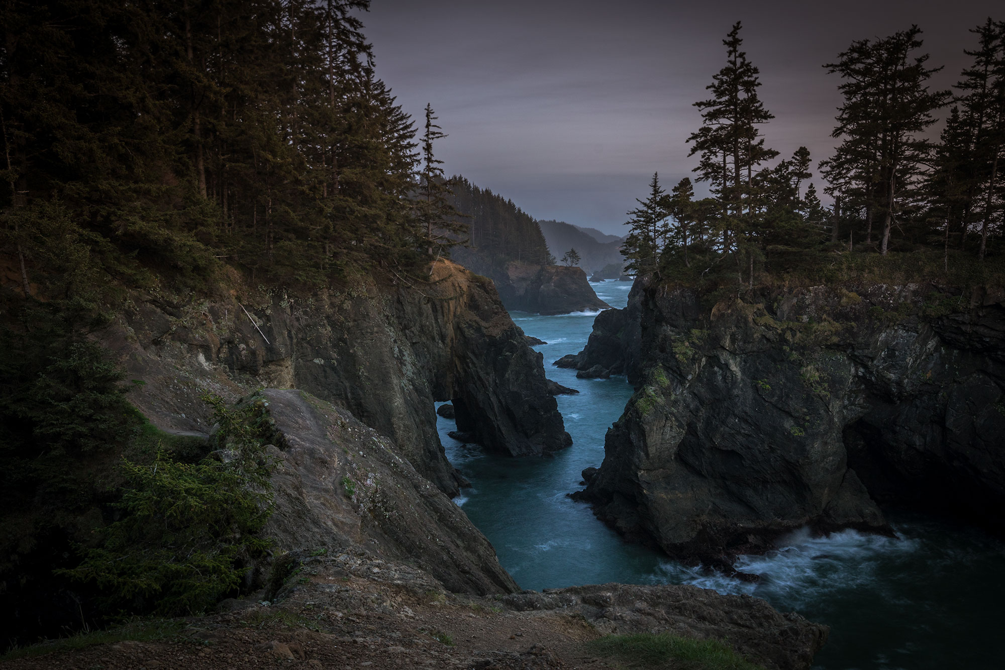 Leafhopper in the Jefferson Park Wilderness