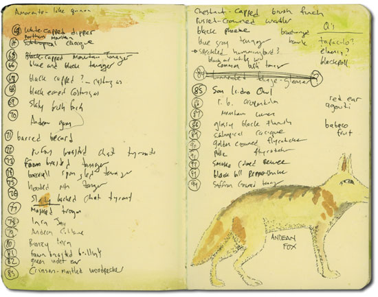 Sketch of Andean Fox