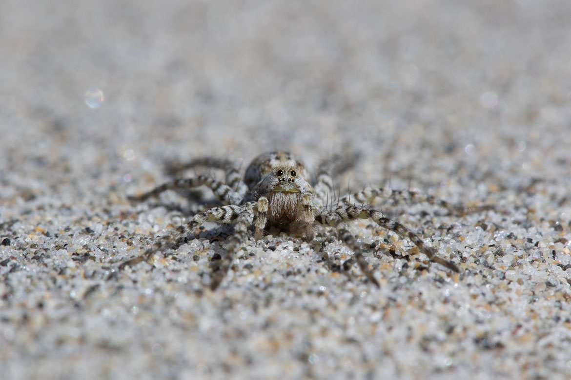 Beach Wolf Spider (Arctosa littoralis) from Sunset Beach, Gearhart, Oregon on damp sand