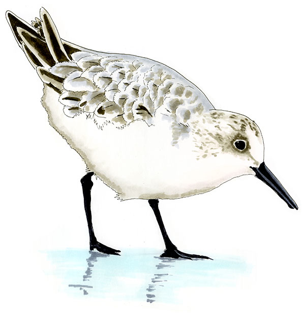Watercolor and Copic marker sketch of a Sanderling (Calidris alba), by Erik Gauger.