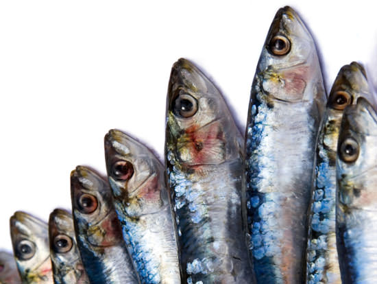 Sardines