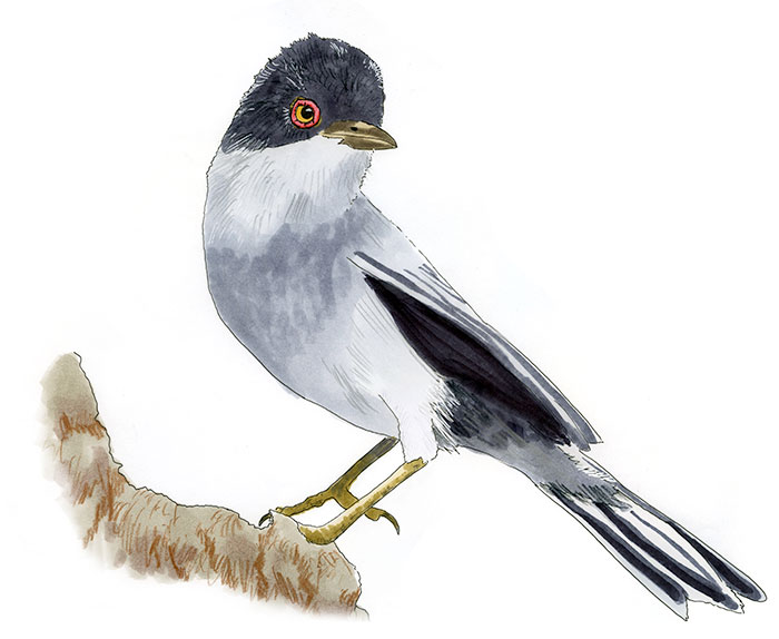 Watercolor and Copic marker sketch of a Sardinian Warbler (Curruca melanocephala), by Erik Gauger.
