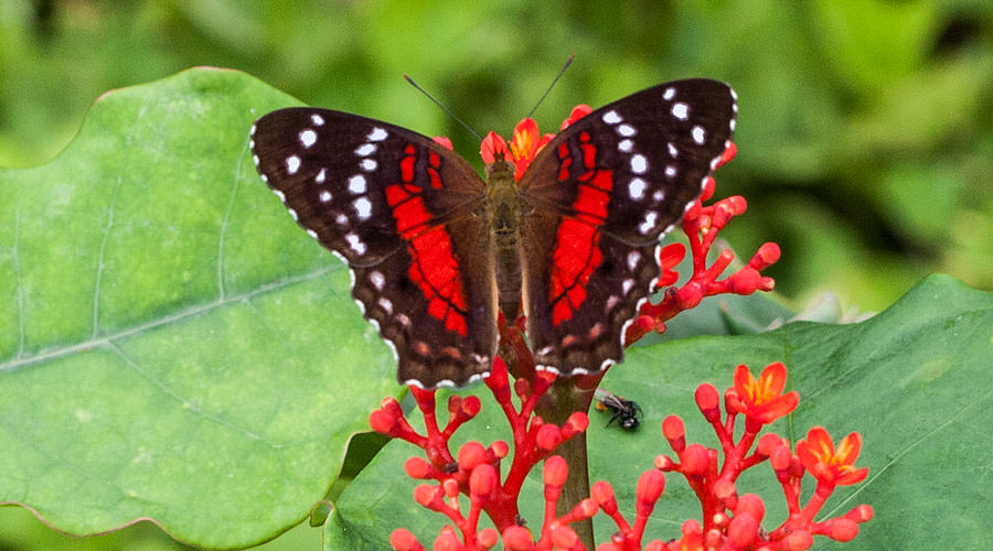 Scarlet Peacock (Anartia amathea), Yasuni National Park, Ecuador
