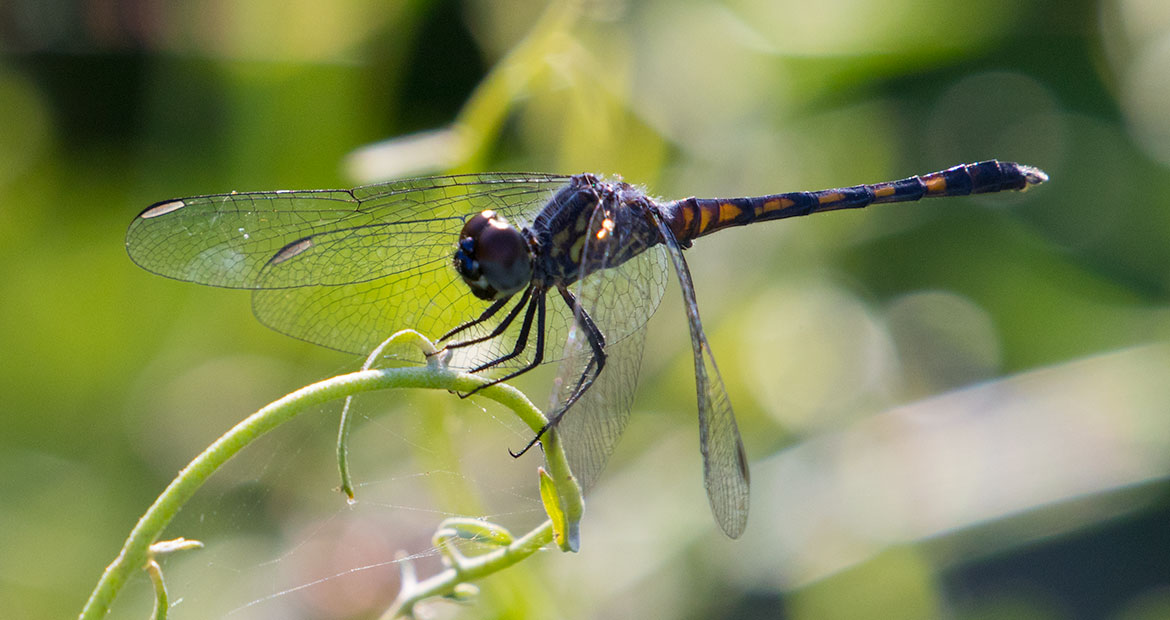 Seaside Dragonlet (Erythrodiplax berenice) second view at Playa Ancón, Cuba—perched coastal dragonlet