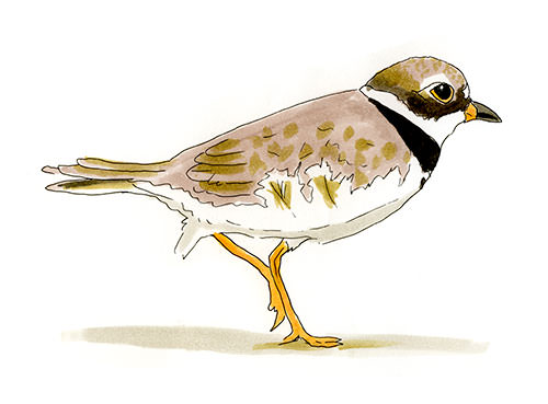 Watercolor and Copic marker sketch of a Semipalmated Plover (Charadrius semipalmatus), by Erik Gauger.
