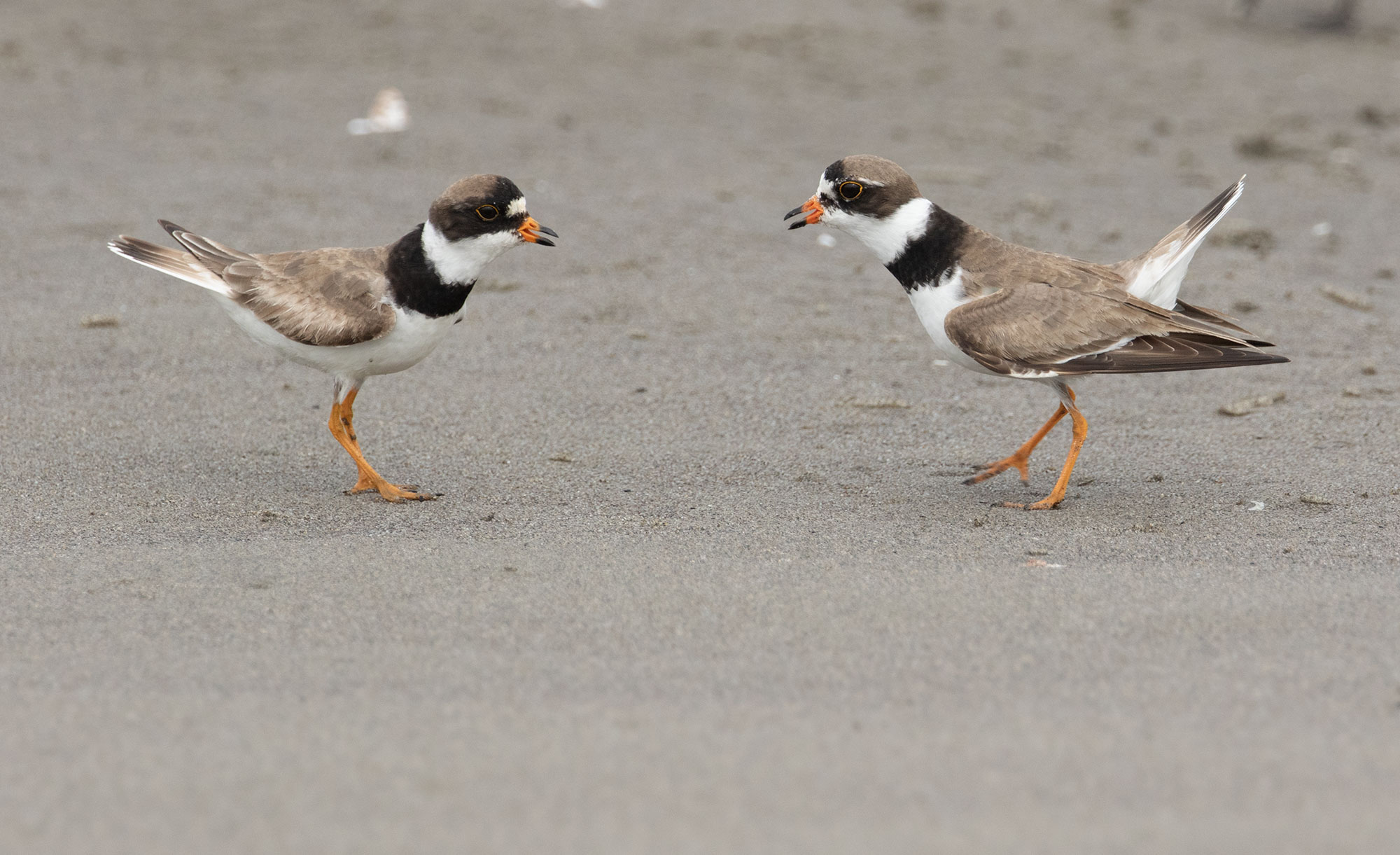 Two Semipalmated Sandpipers look at each other on the coast of Oregon