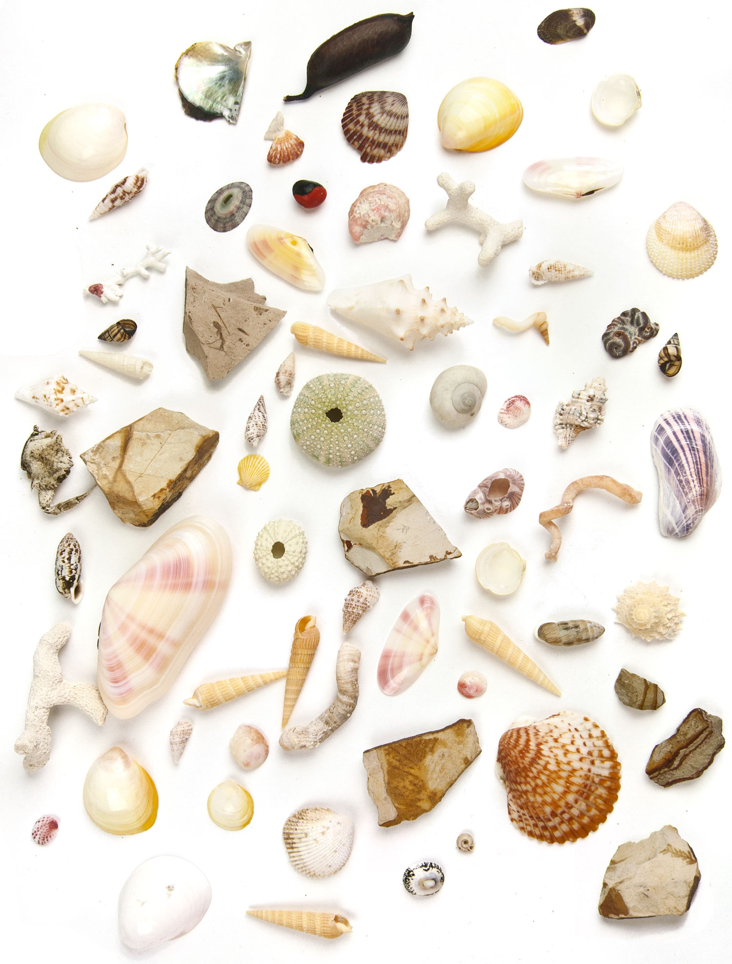 Collecting Shells