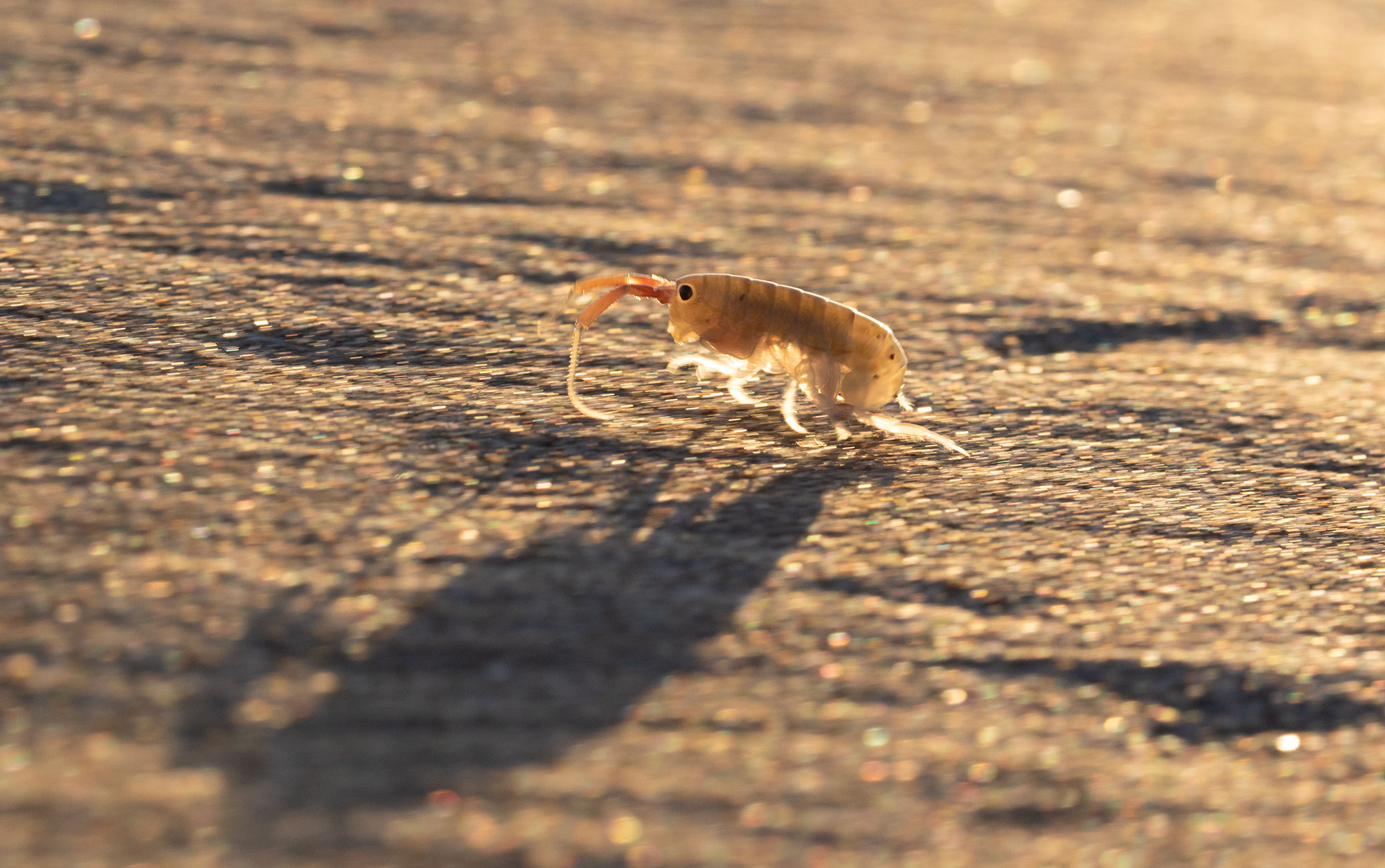Long-billed Curlew on the Oregon Coast