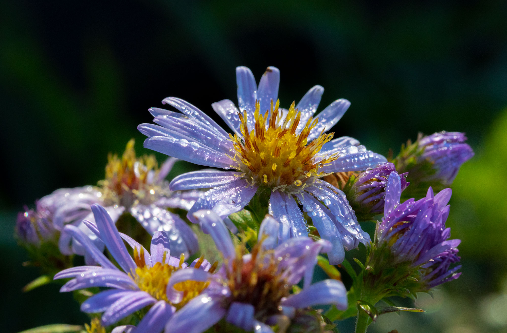 Wildflowers at Shi Shi Beach