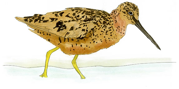 Watercolor and Copic marker sketch of a Short-billed Dowitcher (Limnodromus griseus), by Erik Gauger.