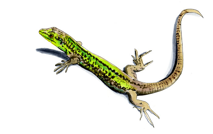 Copic and watercolor sketch of Sicilian Wall Lizard (Podarcis waglerianus)