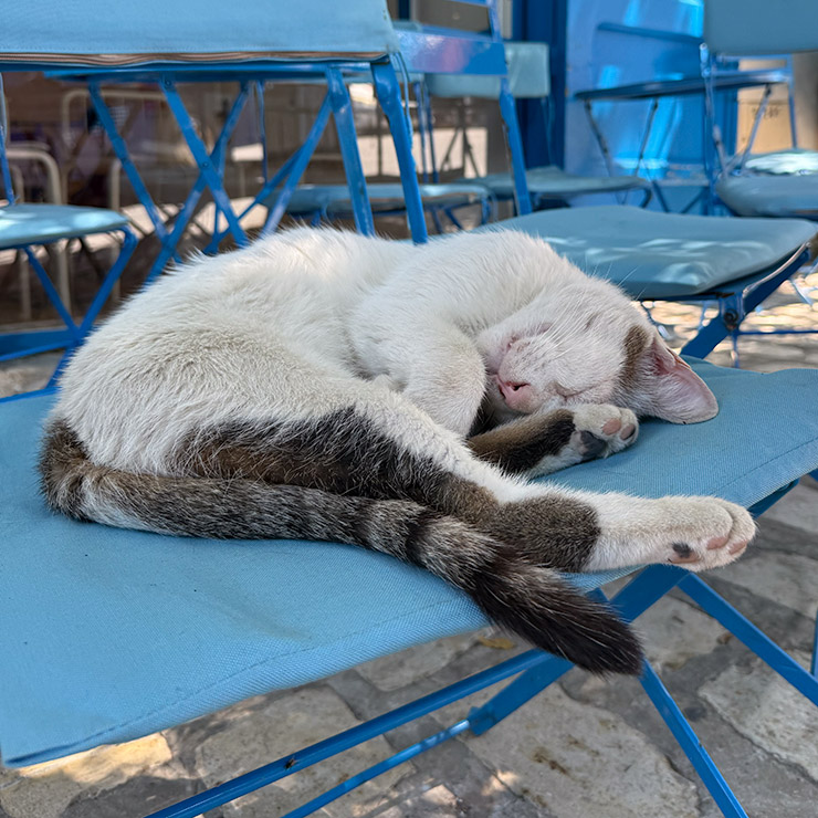 A white and tabby alley cat peacefully curled up and sleeping on a blue café chair in Sidi Bou Said, Tunisia, surrounded by matching blue chairs under the dappled shade of the Mediterranean light.