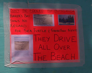 No Regard for Sea Turtles