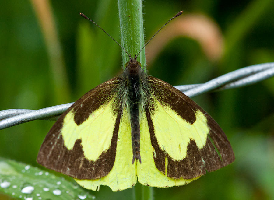 Silky Wanderer (Leptophobia eleone), Ecuadorian Andes